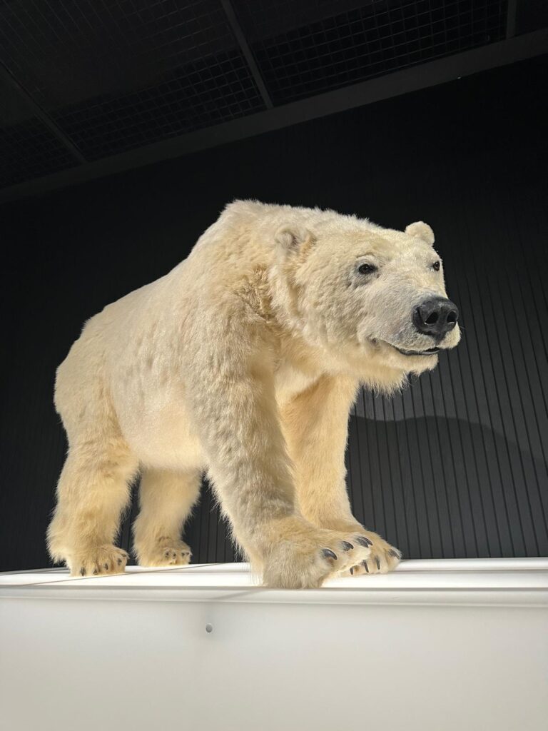 FİNLANDİYA: Kuzey Işıkları, Soğuk ve Medeniyet 40e988f7 bdfe 41f9 9f7d c1f45e8bbd4b